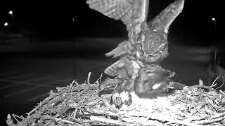 Iris Attacked By Great Horned Owl on Hellgate Osprey Cam  May 21 2024 [upl. by Edme274]