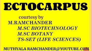 Ectocarpus life cycle for english medium [upl. by Nottirb]