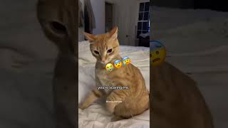 The last one 😭 cat funnypets funnycats [upl. by Nniw]