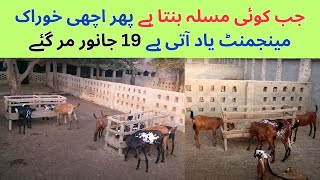 Bakriyon Par Enterotoxemia Ka Hamla  Goat Health Care Treatment Tips [upl. by Chandler]