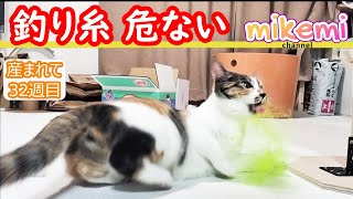 【危険】釣りのリールへの糸巻を観察中のみけみ 【32週目】＃猫 cat [upl. by Doloritas315]