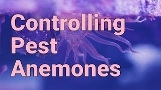 Controlling Pest Anemones in Reef Tanks  Aiptasia amp Majano [upl. by Ecyrb75]