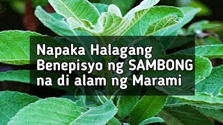 MGA SAKIT NA NAGAGAMOT NG SAMBONG BENEPISYONG TAGLAY NG SAMBONG [upl. by Akessej]