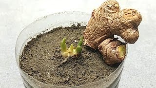 Grow ginger from cuttings  Grow at home [upl. by Craner]