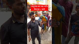 মানুষের মত বড় পাখি মিরপুর ১ হাটে  পাখি  Pakhi  Mirpur 1 Pakhir Hat  টিয়া পাখি  Tia pakhi short [upl. by Anatsirhc]