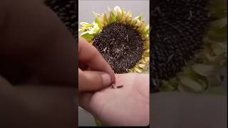 Grow Sunflowers FAST 🌻 Seed to Sprout in DAYS 🌱 GardeningTips SunflowerMagic Seeds [upl. by Nodnarg]