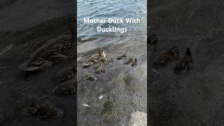 Mother duck with duckling，a happy family meeting mother duck and aroable ducklings [upl. by Herahab]