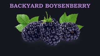 Backyard Boysenberry  Happy Mothers Day  New Canes and Few Berries Growing [upl. by Anahahs729]