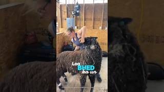 Why they are shearing sheep wool shorts [upl. by Chobot]