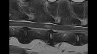 Comparing and contrasting FCEM and ANNPE in dogs using MRI [upl. by Adidnac]