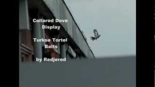 Slowmotion Collared Dove Display  Turkse Tortel Balts [upl. by Adnohsat]