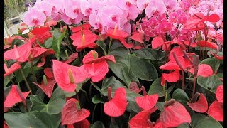 Anthurium Varieties [upl. by Tertias]