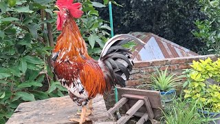 rooster crowing alarming [upl. by Eniagrom]