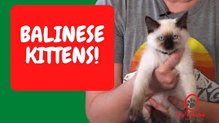 Balinese Cat Balinese Kittens Hypoallergenic Cats Balinese Balinese Cat Fel D1 Balinese Cat Utah [upl. by Baudoin]