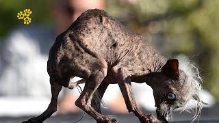 Ugly Dog Contest in HD​  Worlds Ugliest Dog Contest [upl. by Koball329]