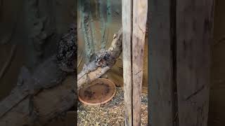 New Frilled Dragon enclosure with custom background reptiles diy lizard dragon [upl. by Larine579]