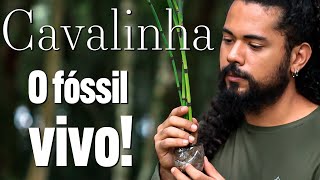 A cavalinha  o fóssil vivo  Guia da Floresta [upl. by Beckett]