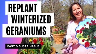 Replant Overwintered Geraniums Quick Easy Sustainable Gardening Hack for NonStop Flower Display [upl. by Asiil]