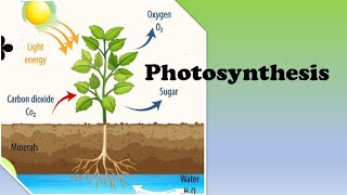 ppt on photosynthesis  ppt of photosynthesis  photosynthesis  explain process of photosynthesis [upl. by Nichy]