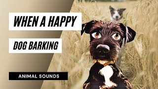 When A Happy Dog Barking Sound  dogs barking  barking dog hd sound  dog barking sound [upl. by Marpet]