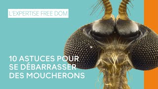 10 astuces pour se débarrasser des moucherons [upl. by Aicelaf339]