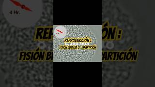 Reproducción bipartición curiosidades biologia biology datoscuriosos bacterias ciencia anime [upl. by Crissy]