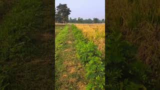 Tephrosia plants beside tge bunds farming agrico agricola vegetablefarming agro [upl. by Aicala723]