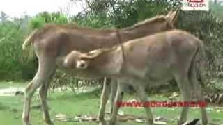 Lankan donkeys [upl. by Nolyad]