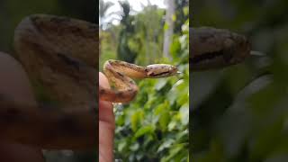 Boiga ceylonensis 🐍 nature snake [upl. by Dolf]