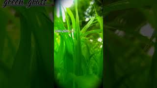 green grass  mere neno se nena dil  dil ⚡ shortsongtrending audioree Aadesh lodhi vlog [upl. by Llerrat]