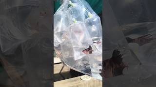 Betta fish forms betta breedingbettafish breeding telugu shorts [upl. by Notsek983]