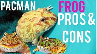 Things To Know Before Getting a Pacman Frog [upl. by Willow]