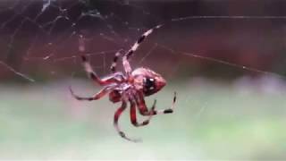 Orbweaver Spider Building a Web [upl. by Yznyl]