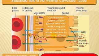 The formation of urine [upl. by Nichols]