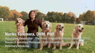 Clues to cancer Golden retriever cancer study [upl. by Arrimat]