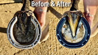 Before amp After  HOOF RESTORATION Satisfying [upl. by Maribeth]