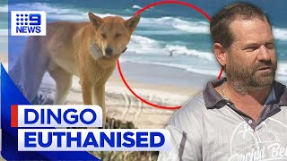 Dingo involved in K’Gari attack euthanised  9 News Australia [upl. by Ahsinoj803]