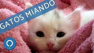 🐱 GATOS MIANDO 🐱 [upl. by Noneek]