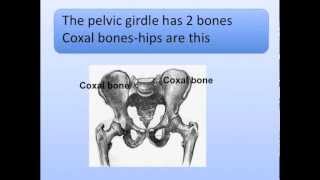 Pectoral and Pelvic Girdles Song Shoulder and Hips [upl. by Charlean]