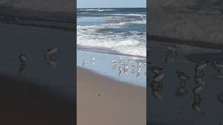 Sandpipers sprint through the Surf travel birds freedom [upl. by Jardena]