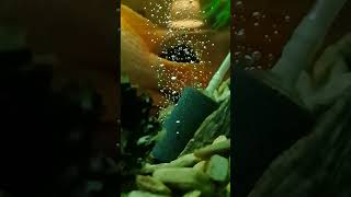 Bubbler with bubble of water  slow motion [upl. by Sugden]