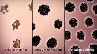 How We Get Our Skin Color  HHMI BioInteractive Video [upl. by Jara]