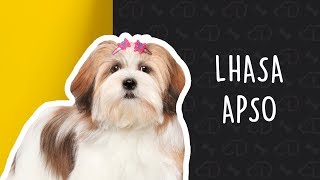 Tudo sobre o LHASA APSO Dogueiros Lhasa LhasaApso [upl. by Mccutcheon]