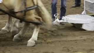 Heavy Horse Pull Calgary Stampede 2014 [upl. by Nelubez]