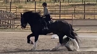 Apollo the shire dressage today Test Intro C Virtual Show [upl. by Nanor]