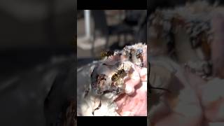 Wespen naschen Eis in Zeitlupe 🍨 🤪 wasp icecream slowmotion [upl. by Midan]