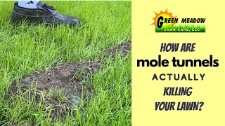 Mole Tunnel Damage  How Moles Kill Grass [upl. by Javed]