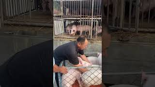 Pig Farming 🐷 animals wildpig pigging wildboar funny pig No Animal were Harmed ✅ [upl. by Gabor]