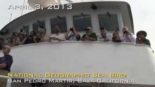 Orcas Attack Sperm Whales in Baja California [upl. by Godewyn]