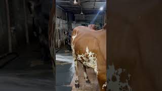 viralvideo cow hugebulls animalfarming reels bull [upl. by Dragoon973]